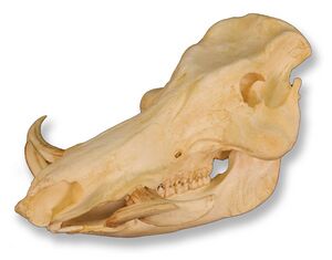 Wilsschweinschädel.jpg